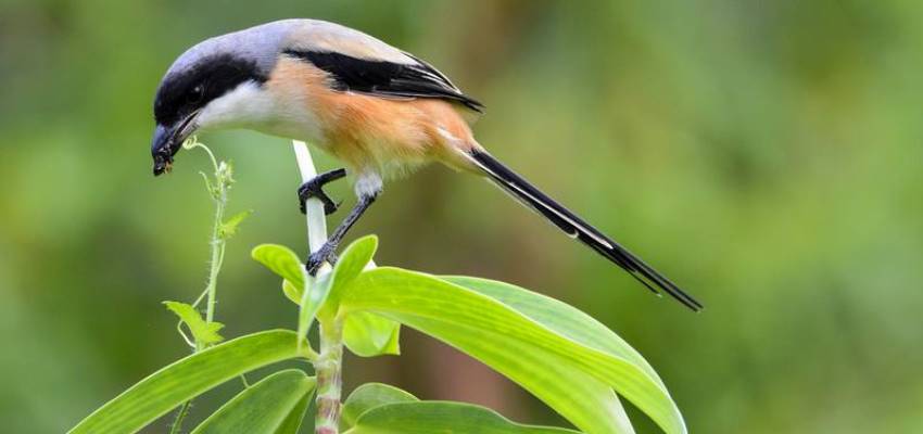 Tips Perawatan Burung Cendet yang Stres